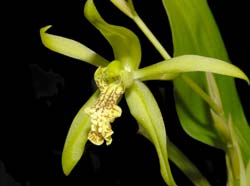 Coelogyne_verrucosa_ws_cd