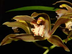 Cymbidium_erythraeum_ws_cd