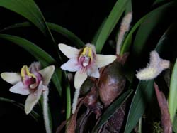 campanulorchis_globifera2_cd