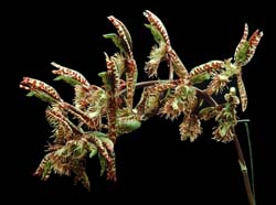 catasetum_barbatum_mb_cd
