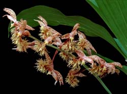 catasetum_gladiatorum_mb_cd