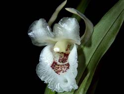 chondroscaphe_laevis_cd