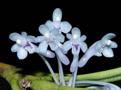 cleisocentron merrillianum
