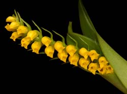 cryptochilus_lutea2_cd