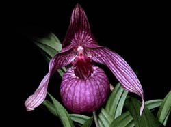 cypripedium_macranthum2_cd