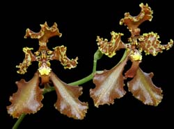 cyrtochilum_xanthodon_cd