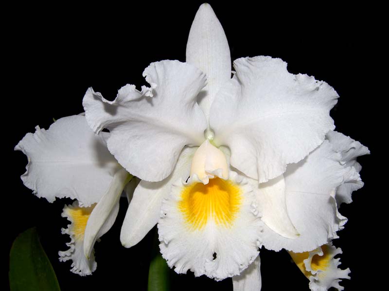 Cattleya Bow Bells_WS
