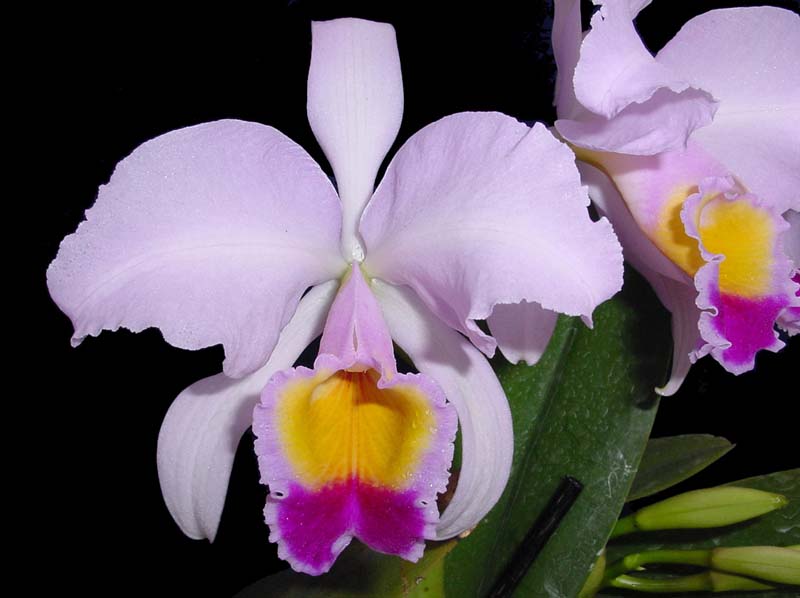 Cattleya_trianaei_EC_cd