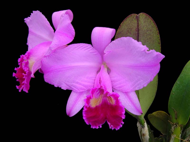 Cattleya_trianaei_belissima_EC_cd