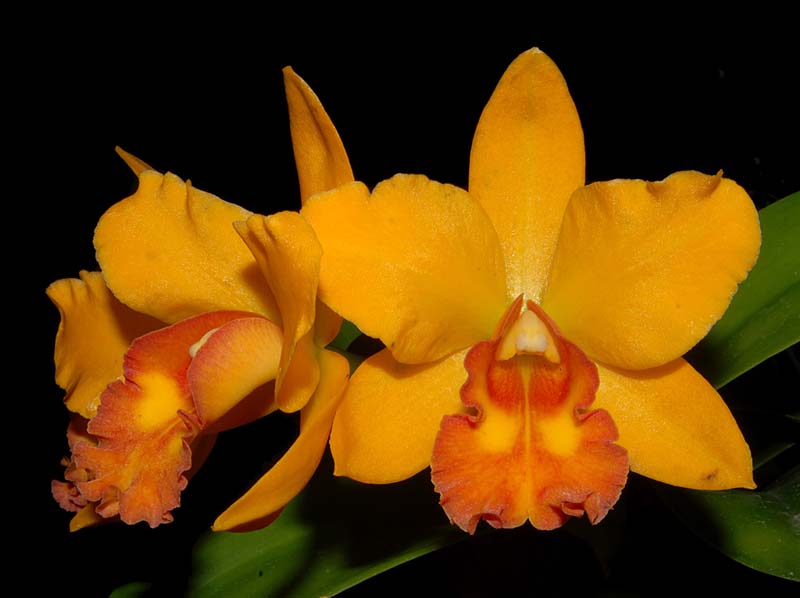 cattleya  Pot. Thi-Ti_WS_cd