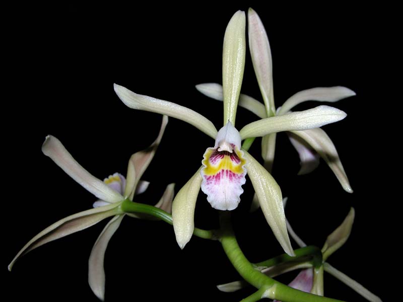 cattleya _iricolor_cd