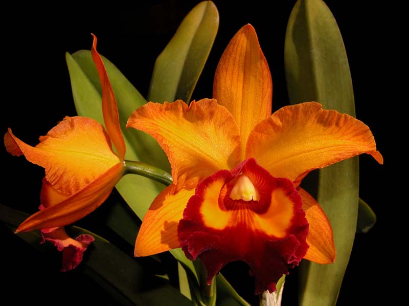cattleya blc. chunyeah nr. 19_cd
