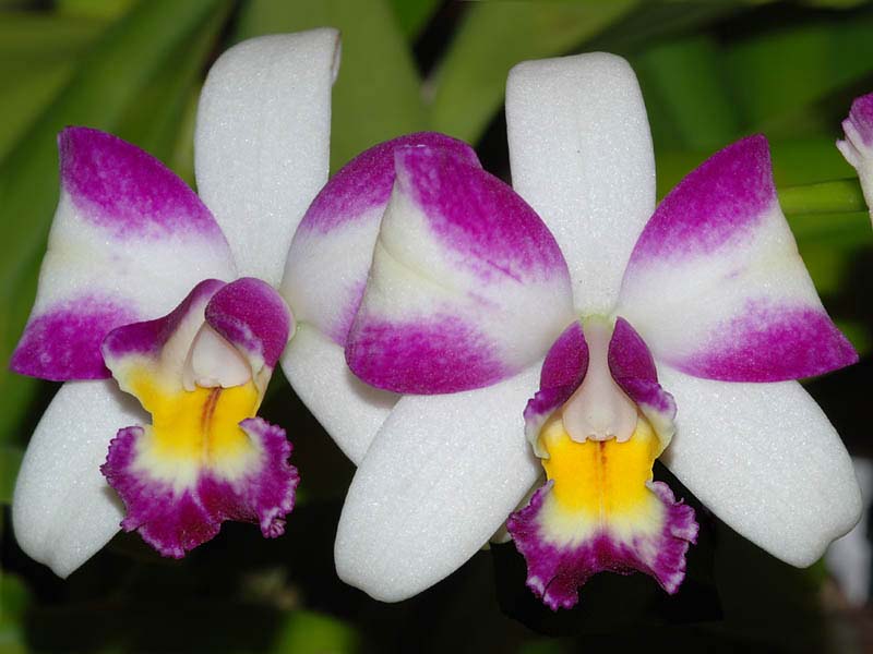 cattleya blc. hwa yuan beauty_cd