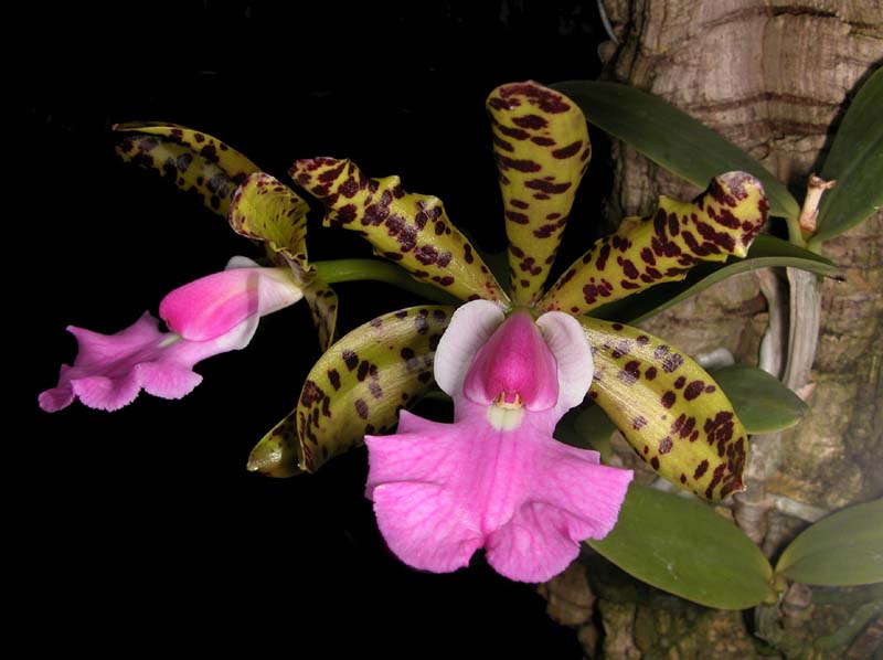 cattleya_aclandiae2_cd