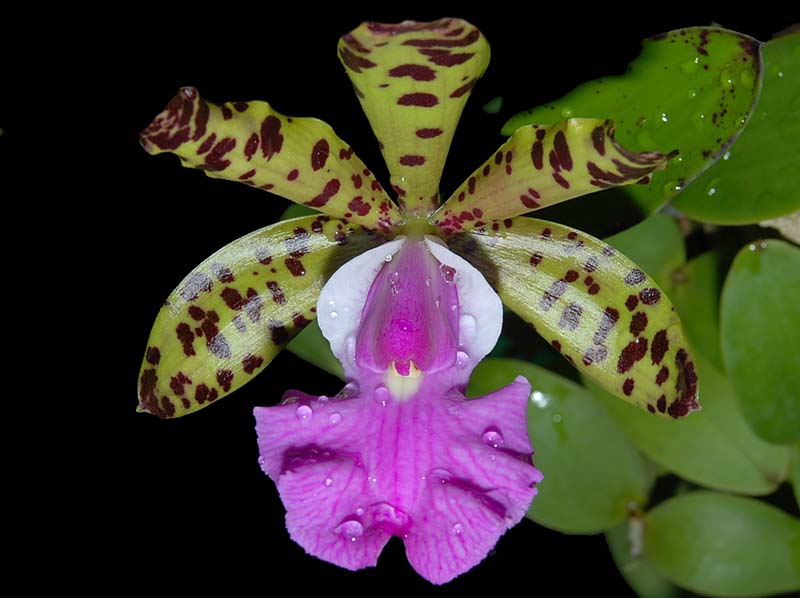 cattleya_aclandiae4_cd