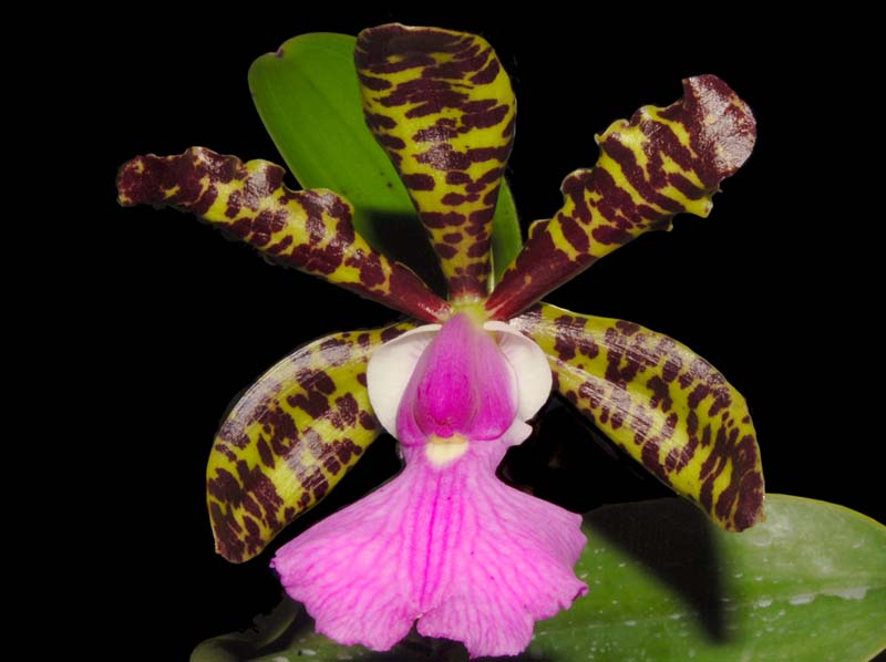 cattleya_aclandiae_ws_cd