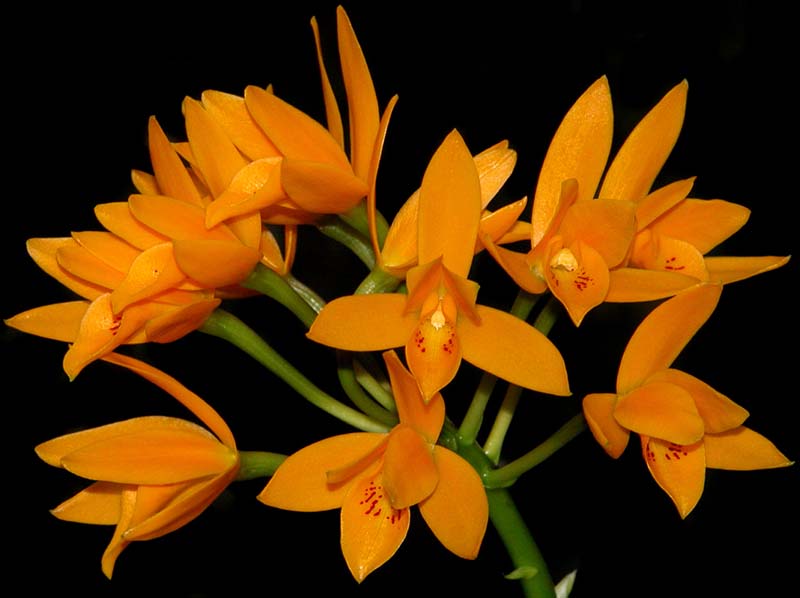 cattleya_aurantiaca_orange2_cd