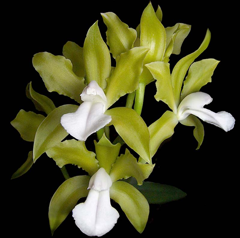 cattleya_bicolor_alba_cd