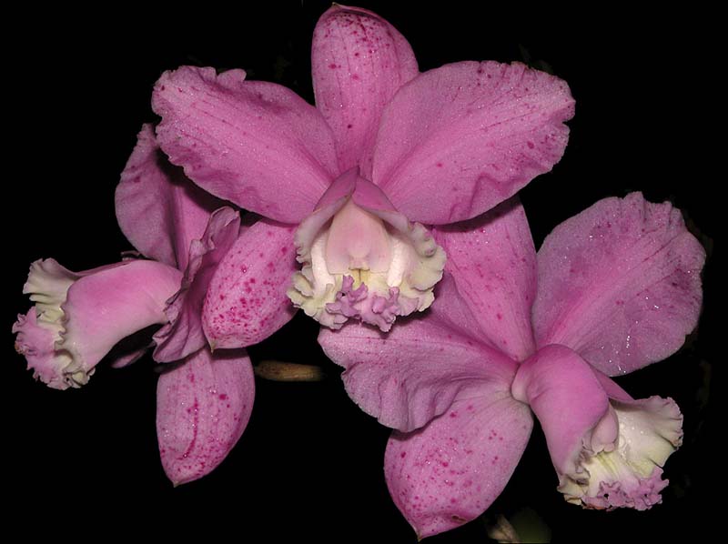 cattleya_loddigesii_punctata2_cd