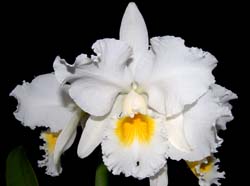 Cattleya Bow Bells_WS