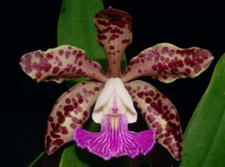Cattleya Pittiaexaclandiae_ws_cd