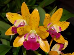 Cattleya loog tone 'golden apple'
