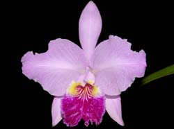 Cattleya_lueddemaniana_Mauriauxi_x_alba