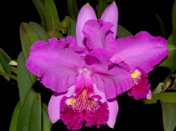Cattleya_lueddemanniana_Cesar_FernandezxInfierno