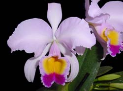 Cattleya_trianaei_EC_cd