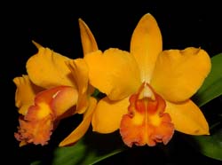 cattleya  Pot. Thi-Ti_WS_cd