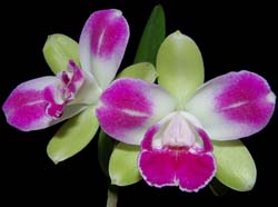 cattleya (lc. edgard van belle x  c. intermedia) x blc. magic meadow