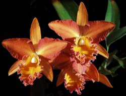 cattleya _esther_costa_cd