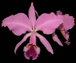 cattleya _labiata_tipo_cd