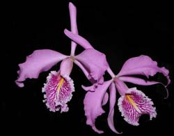cattleya _maxima_cd