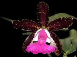 cattleya _praditspot_cd