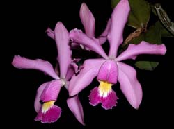 cattleya _schilleriana x violacea_cd