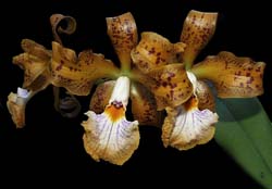 cattleya _velutina2_cd