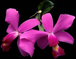 cattleya _violacea_cd