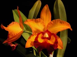 cattleya blc. chunyeah nr. 19_cd