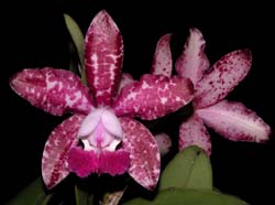 cattleya c. sophia martin x thospol spot