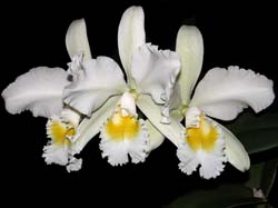 cattleya queen sirikit x c. gisela schmidt_cd