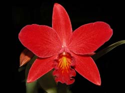 cattleya slc. little hazel_cd