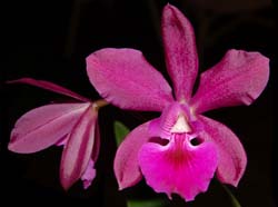 cattleya_Dancing_Queen
