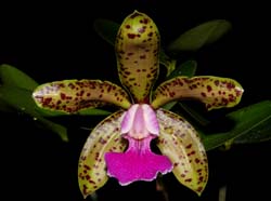 cattleya_Memoria_Bleuii2_ws_cd