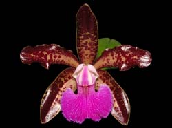 cattleya_Memoria_Bleuii_ws_cd