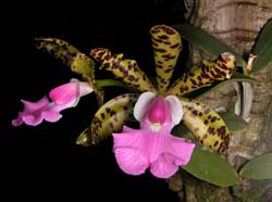 cattleya_aclandiae2_cd