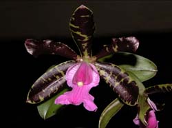 cattleya_aclandiae3_cd