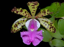 cattleya_aclandiae4_cd