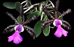 cattleya_aclandiae_cd