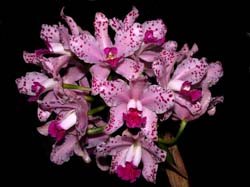 cattleya_amethystoglossa3_cd